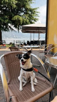 Kaboompics - Happy Small Dog Sitting On A Chair At A Lakeside Cafe