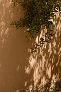 Kaboompics - Olive Tree Branches with Long Shadows on Terracotta Wall, Italy
