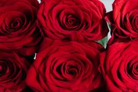 Kaboompics - Close-Up of Deep Red Roses in Bloom, Romantic Floral Background