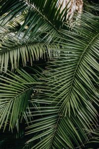 Kaboompics - Tropical palm leaves, floral pattern background