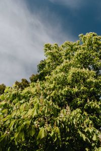 Kaboompics - Blooming chestnuts in spring
