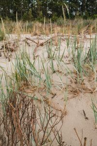 Kaboompics - Coastal Dune Grass and Pine Forest
