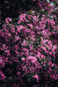 Kaboompics - Interlacing Branches Covered in Pink Spring Blossoms