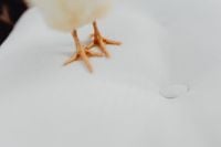 Kaboompics - Newborn little chicken