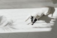 Kaboompics - Black and White Dog Stretching on Sunlit Floor