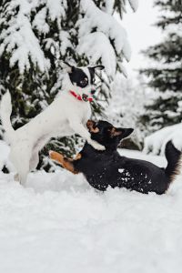 Two small dogs are playing on fresh snow