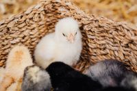 Kaboompics - White Baby Chick with Black Chicks in a Basket