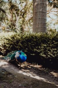 Kaboompics - Blue Peacock Walking Beside a Clipped Garden Hedge