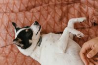 Kaboompics - Small Dog Resting on Its Back with a Person's Hand on Its Belly, Cozy Pet Bonding Photo