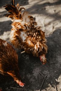 Kaboompics - Farm chicken eating seeds