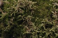 Kaboompics - Close-Up Texture of Green Moss on Forest Bark