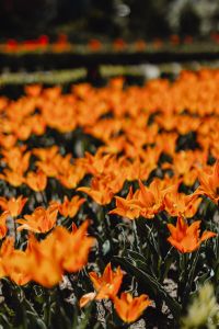Kaboompics - Tall Orange Tulips Creating a Vertical Spring Pattern