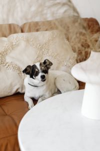 Kaboompics - Small Black and White Dog on a Leather Sofa behind a Marble Coffee Table
