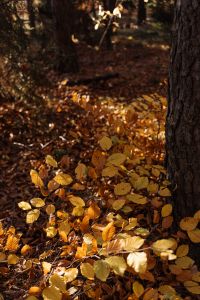 Kaboompics - Golden Fallen Leaves at the Base of a Tree Trunk
