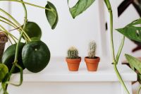 Kaboompics - Monstera Pilea and Cactus Indoor Plant Arrangement