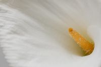 Kaboompics - Close-Up White Lily Petal and Stamen on a Neutral Textured Background