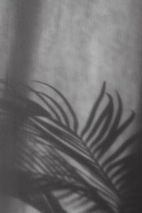 Kaboompics - Soft Leaf Shadow on Textured Gray Wall