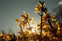 Kaboompics - Backlit Yellow Spring Flowers with Sun Flare