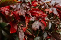 Kaboompics - Close-ups of flowers, leaves and fruit on branches
