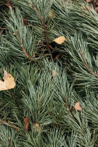 Kaboompics - Evergreen Needles With a Scattered Autumn Leaf