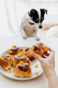 Kaboompics - Curious Puppy Leaning Over a Bright Bed, Black and White Pet Portrait