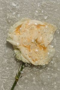 Kaboompics - Cream Flower Petals with Water Droplets on Glass, Macro Neutral Floral Texture