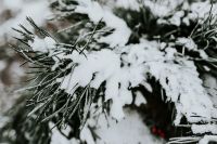 Kaboompics - Close-ups of snowy trees