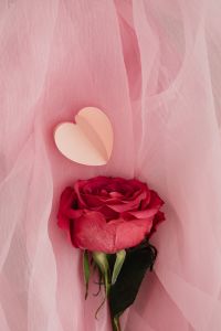 Kaboompics - Folded Heart and Red Rose on Pink Tulle Close-Up