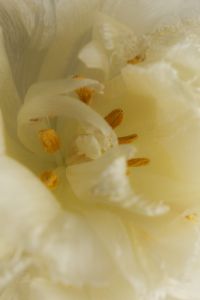 Kaboompics - White Flower Interior Macro
