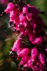 Pink Spring Heather Blossoms for Botanical Backgrounds, Floral Design and Seasonal Content