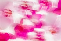 Kaboompics - Pink Orchid Motion Blur Floral Background