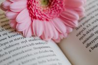 Kaboompics - Pink Gerbera Overlapping the Center of an Open Book