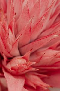 Kaboompics - Houseplant Detail with Aechmea Flower
