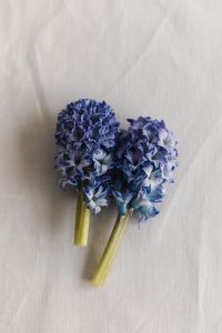 Kaboompics - Close-Up Pair of Blue Hyacinth Flowers on a Neutral Linen Background
