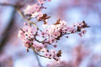 Kaboompics - Close-Up Pink Spring Flower Cluster Against Soft Lavender and Blue Background