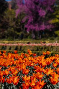 Kaboompics - Repeating Orange Tulip Shapes Across a Botanical Bed