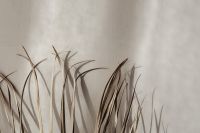 Kaboompics - Dried Grass Stems Casting Shadows on Cream Wall