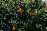 Kaboompics - Oranges on the tree