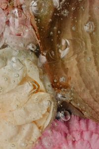 Kaboompics - Tan and Cream Petals with Dark Brown Center Beneath Water-Drop Glass, Floral Macro Texture