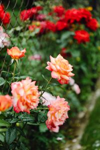 Kaboompics - Peach and Red Roses with Raindrops in a Soft Focus Garden