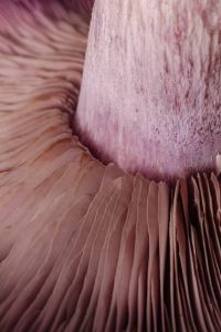 Kaboompics - Close Up Purple Mushroom Stem and Gills