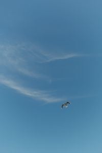 Kaboompics - Minimal Blue Sky with Flying Seagull