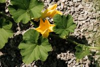 Kaboompics - Yellow Squash Blossoms on a Garden Vine