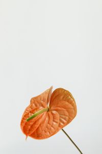 Kaboompics - Cropped Orange Anthurium on Soft Beige Background