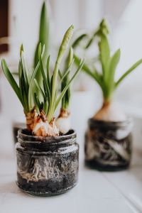 Kaboompics - Close-Up Sprouting Bulbs in Glass Jar with Soft Background