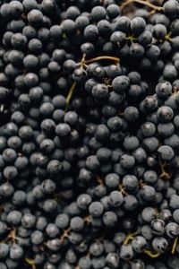 Kaboompics - Scattered Black Grape Clusters