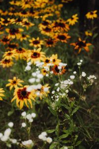 Kaboompics - Yellow Coneflower Garden with White Flowers