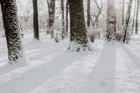 Kaboompics - Snow-Covered Park Floor with Bare Trees Casting Long Shadows