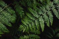 Kaboompics - Green Fern Fronds in Deep Shade, Lush Botanical Background