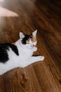 Kaboompics - Cute tricolor cat